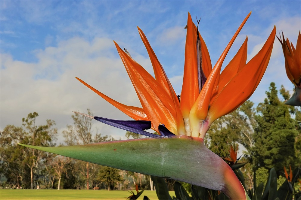 Sun Photo A00043 Bird of Paradise in Orange County CA